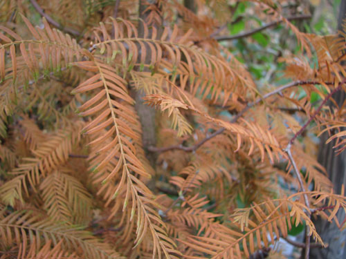 Metasequoia glyptostroboides