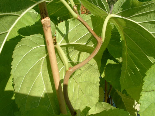 Morus latifolia 'Spirata'