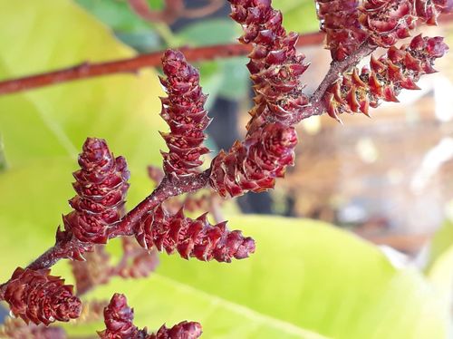 Myrica gale
