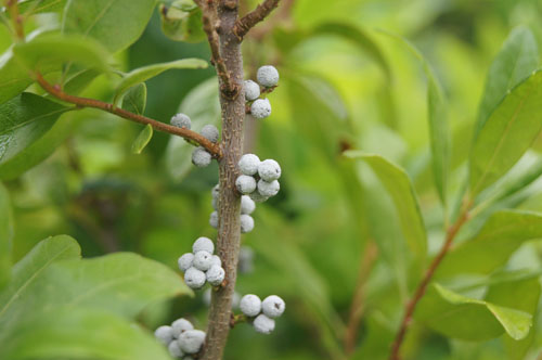 Myrica pensylvanica