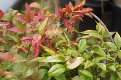Nandina domestica 'Sunset Boulevard' Nandina domestica 'Sunset Boulevard'