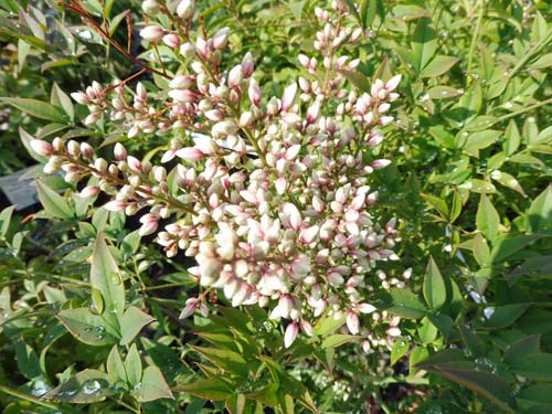 Nandina domestica Nandina domestica