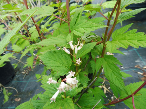 Neillia sinensis Neillia sinensis