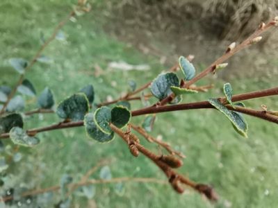 Nothofagus cunninghamii