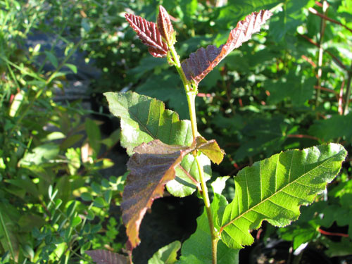 Nothofagus macrocarpa