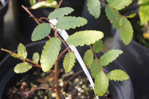 Nothofagus obliqua