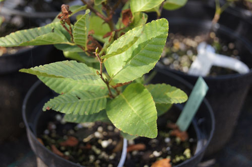 Nothofagus procera Nothofagus procera