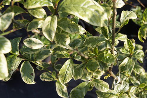 Orixa japonica 'Variegata'