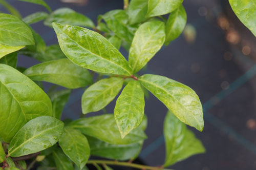 Orixa japonica Orixa japonica