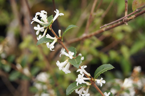 Osmanthus delavayi Osmanthus delavayi