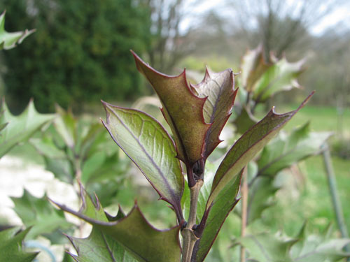 Osmanthus heterophyllus 'Purpureus'