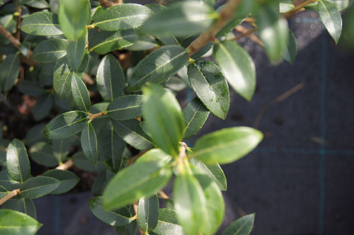 Osmanthus x burkwoodii