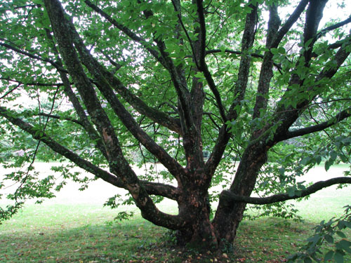 Ostrya carpinifolia