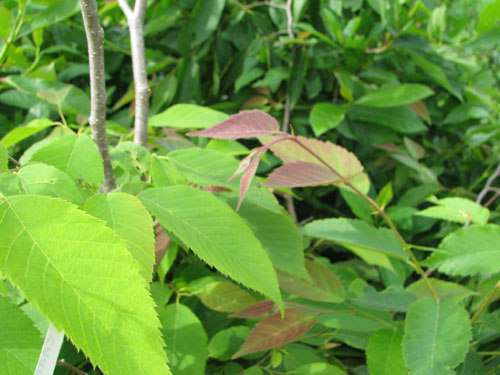 Ostrya japonica Ostrya japonica