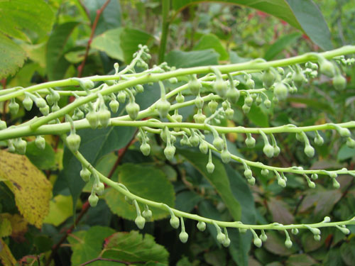 Oxydendron arboreum Oxydendron arboreum