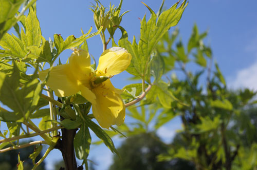 Paeonia lutea