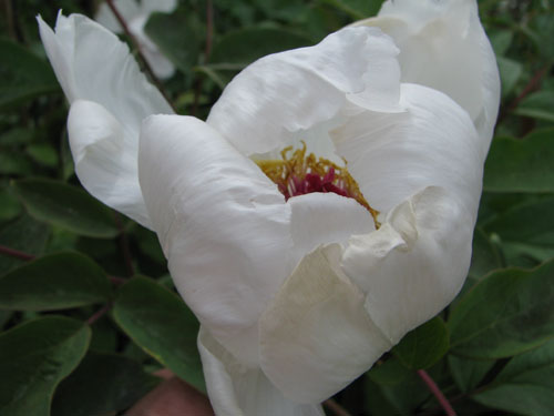 Paeonia ostii