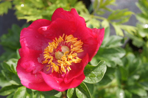 Paeonia peregrina