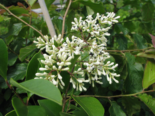 Parasyringa sempervirens