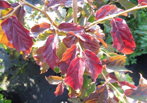 Parrotia persica 'Burgundy'