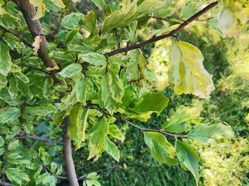 Parrotia persica 'Persian Lace'