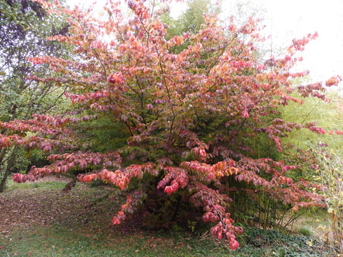 Parrotia persica