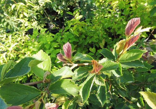 Parrotia subaequalis Parrotia subaequalis
