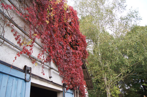 Parthenocissus quinquefolia