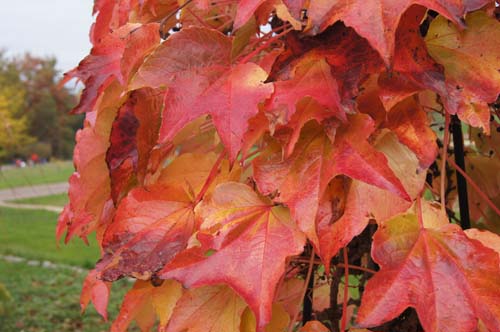 Parthenocissus tricuspidata