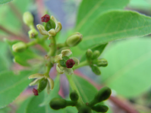 Phellodendron amurense Phellodendron amurense