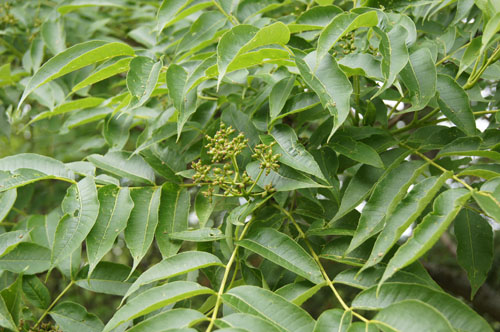 Phellodendron chinensis Phellodendron chinensis