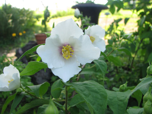Philadelphus 'Belle Etoile' Philadelphus 'Belle Etoile'