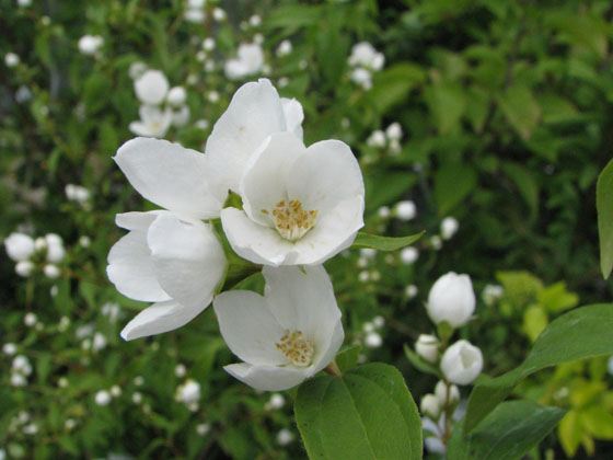 Philadelphus 'Galahad'