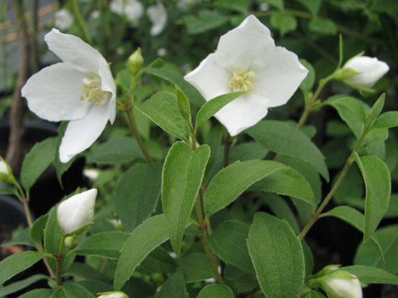 Philadelphus 'Manteau d'Hermine'