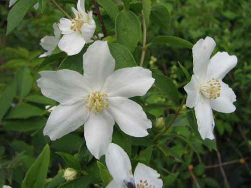 Philadelphus 'Silberregen'