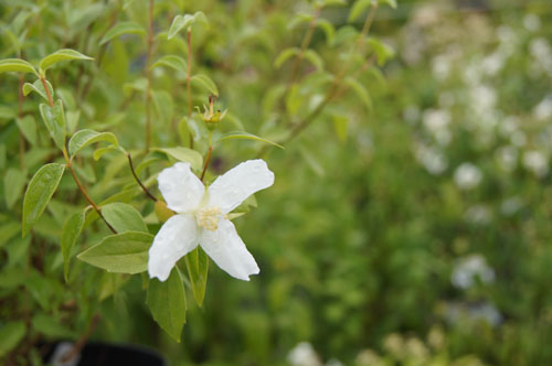 Philadelphus 'Silver Shower'