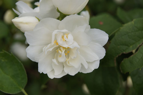 Philadelphus 'Snowbelle'