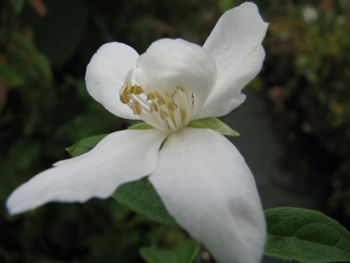 Philadelphus 'Virginal' Philadelphus 'Virginal'