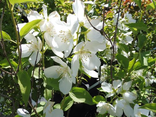 Philadelphus 'White Rock' Philadelphus 'White Rock'