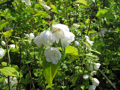 Philadelphus 'Yellow Hill' Philadelphus 'Yellow Hill'