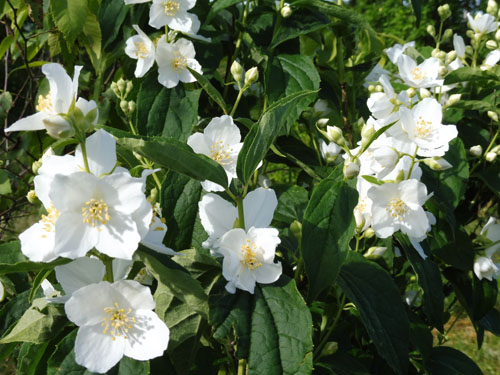 Philadelphus coronarius