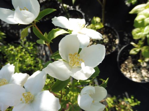 Philadelphus microphyllus