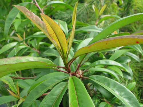 Photinia davidiana