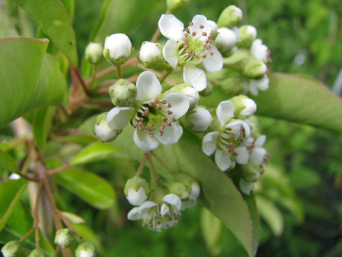 Photinia niitakayamensis Photinia niitakayamensis