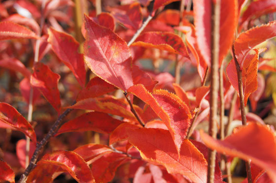 Photinia parvifolia Photinia parvifolia