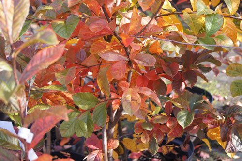 Photinia villosa