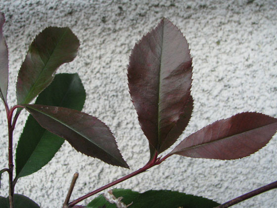 Photinia x fraseri 'Little Red Robin'