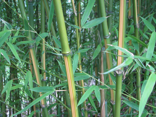Phyllostachys aurea 'Flavescens Inversa'