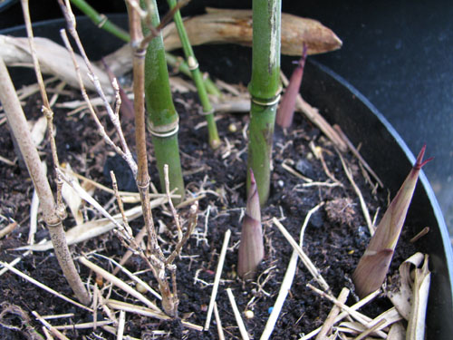 Phyllostachys aureosulcata 'Alata'