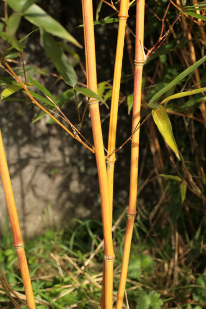 Phyllostachys aureosulcata 'Aureocaulis' Phyllostachys aureosulcata 'Aureocaulis'